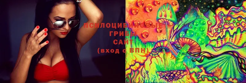 цены   Александров  Галлюциногенные грибы Cubensis 